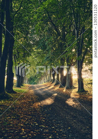 Sun shining in Alley with trees in the morning Sun shining in Alley with trees in the morning 130531120