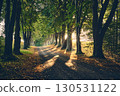 Rural Alley with trees and sunshine at morning 130531122
