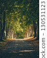 Beautiful alley in rural Denmark with Trees and sunlight 130531123