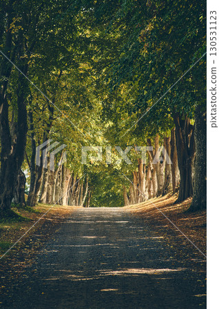 Beautiful alley in rural Denmark with Trees and sunlight Beautiful alley in rural Denmark with Trees and sunlight 130531123