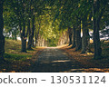 Beautiful alley in rural Denmark with sunshine shining through 130531124