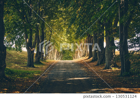 Beautiful alley in rural Denmark with sunshine shining through 130531124