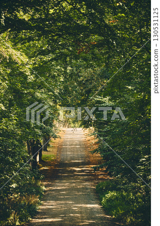 Rural alley gravel street on late summer evening Rural alley gravel street on late summer evening 130531125
