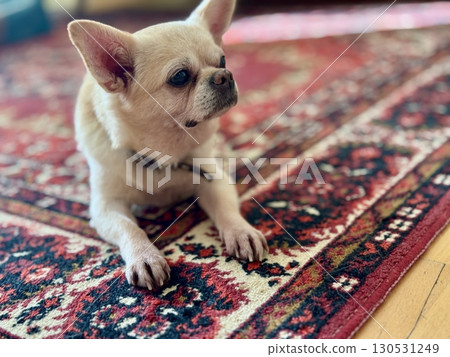 A contented and happy chihuahua at home illuminated by the sun. Photo 130531249