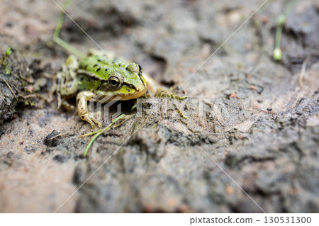 Close-up of a green frog resting on muddy ground in natural forest environment with soft focus 130531300