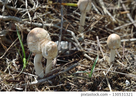 Oshira karakasa 130531321