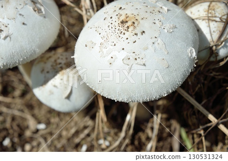 Oshira karakasa Oshira karakasa 130531324