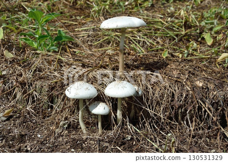 Oshira karakasa 130531329