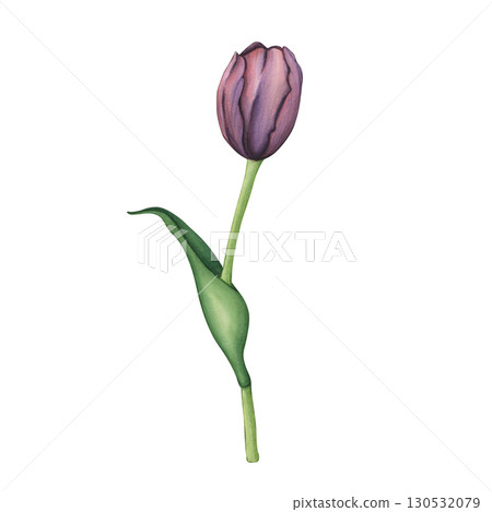 Watercolor hand drawn illustration of tulip. Tulip isolated on a white background. Spring garden flowers in botanical style. Floral decor for greeting cards, weddings, birthdays Watercolor hand drawn illustration of tulip. Tulip isolated on a white background. Spring garden flowers in botanical style. Floral decor for greeting cards, weddings, birthdays 130532079