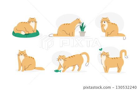 Cute domestic cat plying with toy, eating cat grass, grooming himself. Adorable feline animal daily activity, behavior, poses funny set 130532240