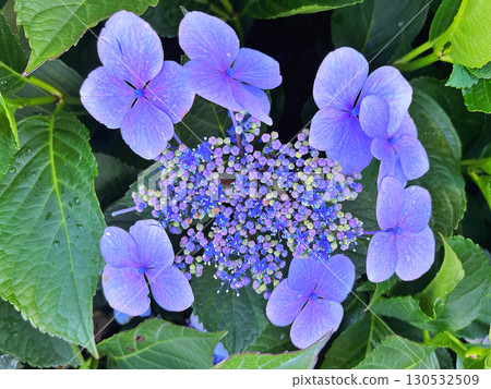 A closeup of purple lacecap hydrangea flowers 130532509