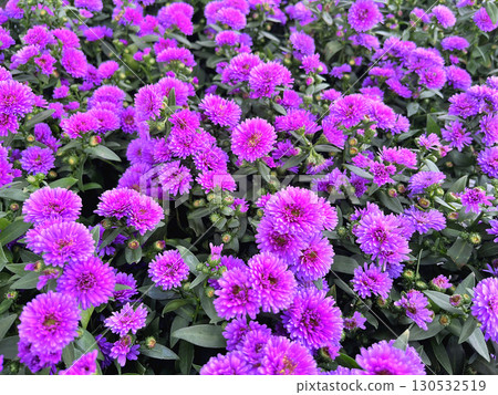 Aster flowers on green leaves background 130532519