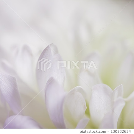 Abstract floral background, white chrysanthemum flower petals. Soft focus Abstract floral background, white chrysanthemum flower petals. Soft focus 130532634