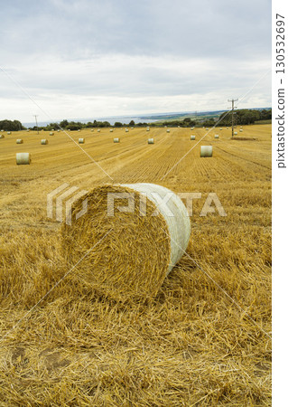 Round hay bales on a field. Midsummer collection of dry hay. Round hay bales on a field. Midsummer collection of dry hay. 130532697