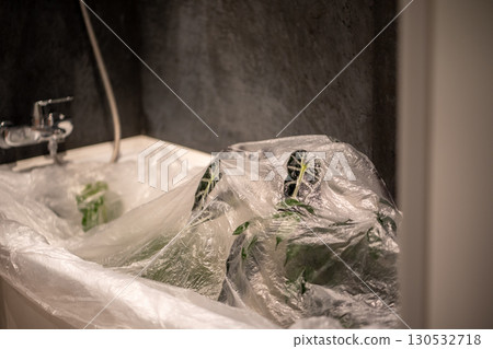 Treating houseplants with insecticide to kill spider mites. Treating houseplants with insecticide to kill spider mites. 130532718