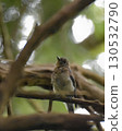 Flycatcher perching on a tree 130532790