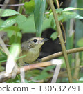 A Narcissus flycatcher spies its way through the bushes 130532791