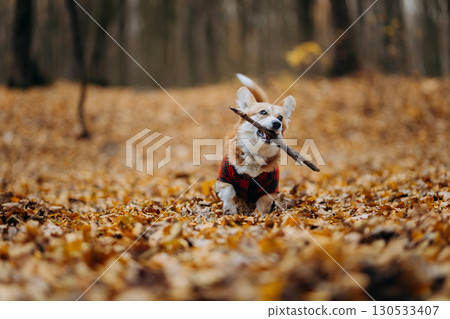 Cute corgi in plaid jacket running through autumn leaves with a stick in mouth 130533407