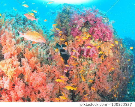 Discover the underwater world of Izu and Ito while diving | A paradise of soft corals full of color and life Discover the underwater world of Izu and Ito while diving | A paradise of soft corals full of color and life 130533527