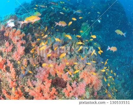 Discover the underwater world of Izu and Ito while diving | A paradise of soft corals full of color and life 130533531