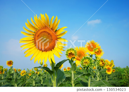 向日葵田 100 130534023