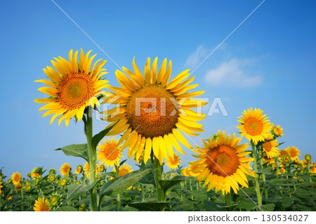 Sunflower Field 118 130534027