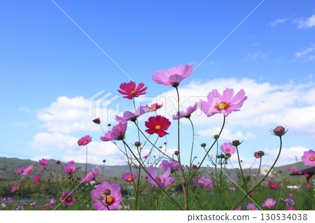 Cosmos field 6428 Cosmos field 6428 130534038