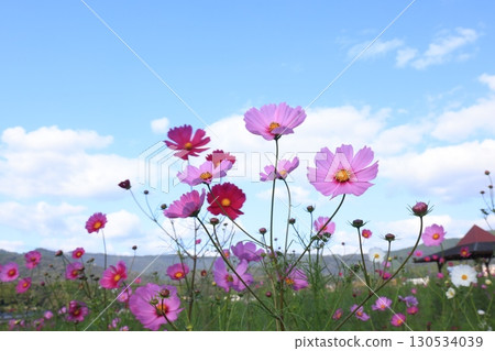 Cosmos field 6436 Cosmos field 6436 130534039