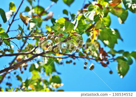 皺葉雪鈴果（夏季，八月） 130534552