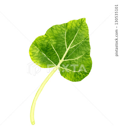 葉芥末(單品)手繪水彩插圖的蔬菜和調味品 葉芥末(單品)手繪水彩插圖的蔬菜和調味品 130535101