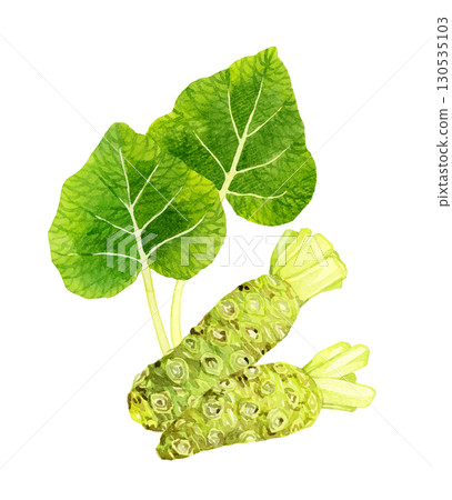 一套芥末和芥末葉。手繪水彩畫，描繪蔬菜和調味品。 130535103