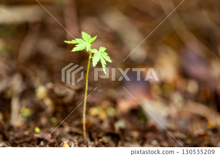 楓樹芽和嫩葉 130535209