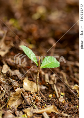 森林豆芽 130535212