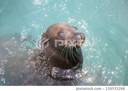 海獅 海獅 130535266