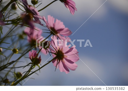 綜合體育公園 綜合體育公園 130535382
