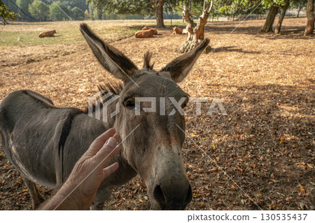 Hand Stroking Donkey in Field Hand Stroking Donkey in Field 130535437