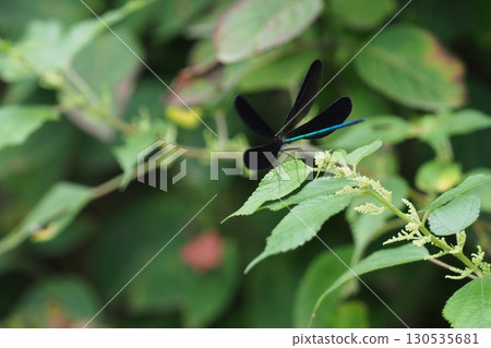 Male of hagorotorbo 130535681