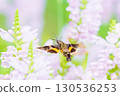 Houjaku sucking nectar from flowers 130536253