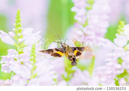 鳳雀從花中吸取花蜜 鳳雀從花中吸取花蜜 130536253