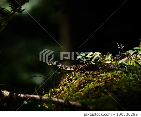 蛇在苔蘚上休息 130536289