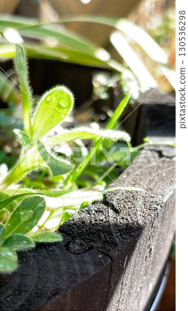植物微距攝影 植物微距攝影 130536298