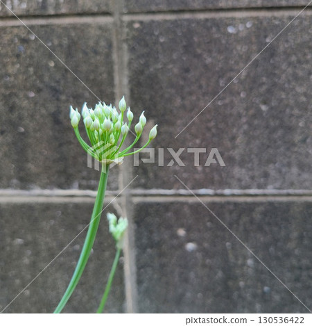 Bud of flower bud Bud of flower bud 130536422