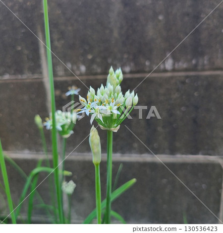 Nira Flower Nira Flower 130536423