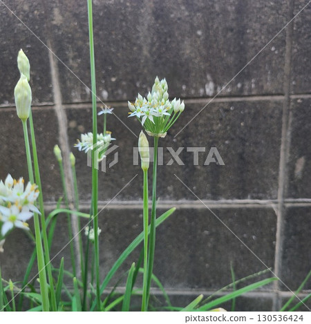 Nira Flower 130536424