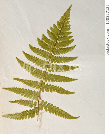 Detailed Fern Specimen with Symmetrical Fronds on Textured White Backdrop 130537125