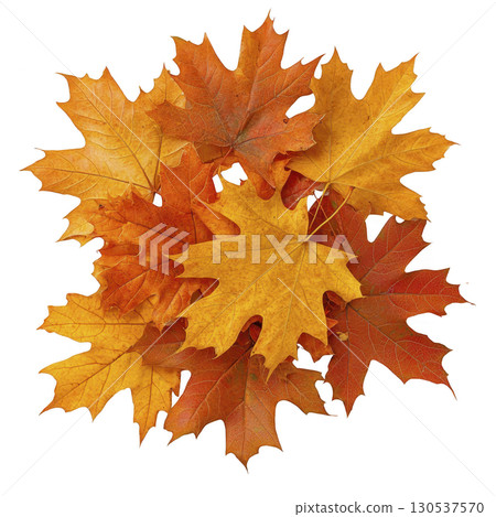 A vibrant collection of autumn leaves in shades of orange and yellow, showcasing beauty of fall foliage. leaves are arranged in natural, overlapping pattern A vibrant collection of autumn leaves in shades of orange and yellow, showcasing beauty of fall foliage. leaves are arranged in natural, overlapping pattern 130537570