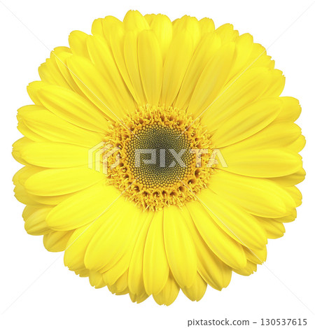 A vibrant yellow gerbera daisy in full bloom, showcasing its bright petals and intricate center, evokes sense of joy and freshness. Perfect for floral arrangements or garden decor 130537615