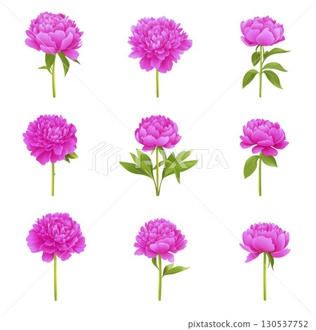 A Vibrant pink peonies are arranged in grid pattern, showcasing their lush petals and green leaves. Each flower is uniquely positioned, highlighting beauty and variety of peony blooms 130537752