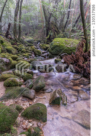 Mossy forests and valleys in Yakushima National Park (winter) 130537986