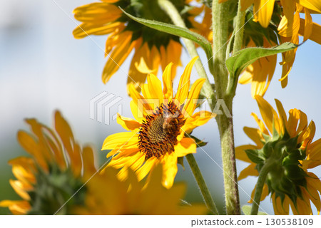 Insects on sunflowers 130538109